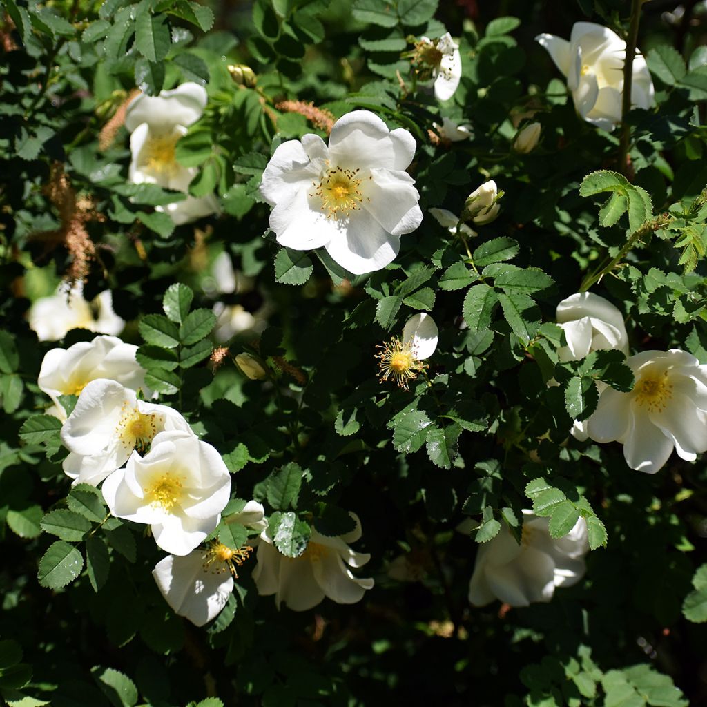Rosa rugosa Alba - Hondsroos
