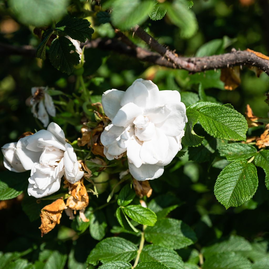 Rosa rugosa Blanc Double de Coubert - Hondsroos