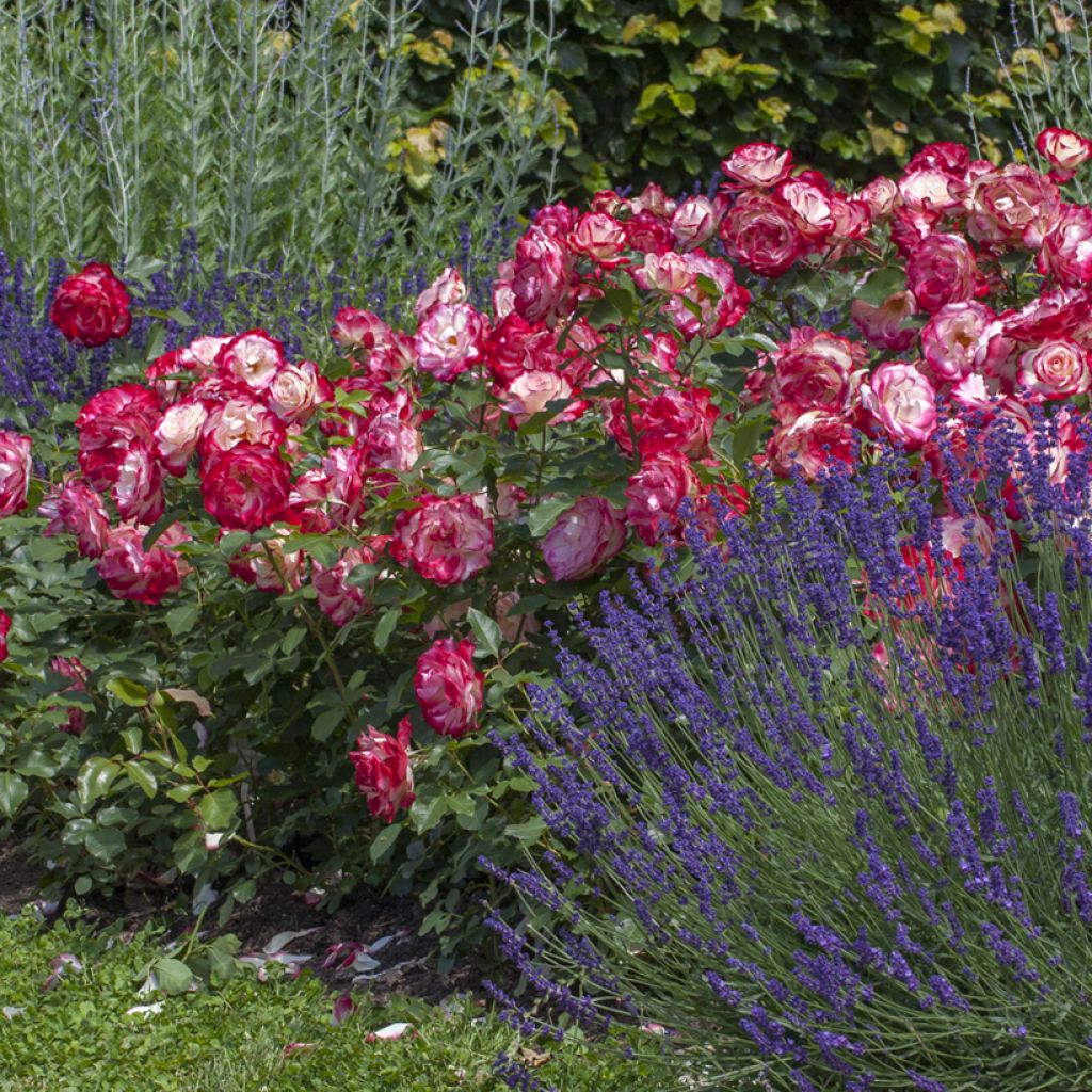 Rosa Jubilé du Prince de Monaco - Stamroos