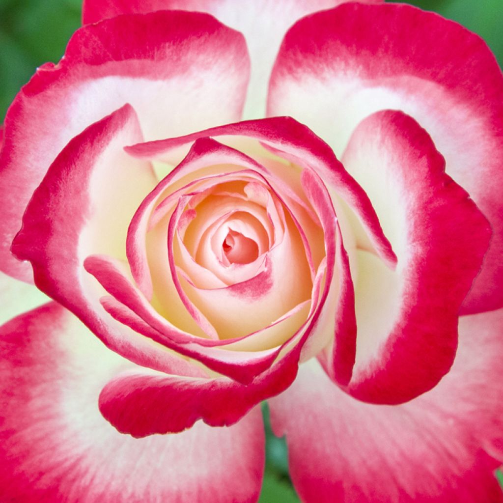 Rosa Jubilé du Prince de Monaco - Stamroos