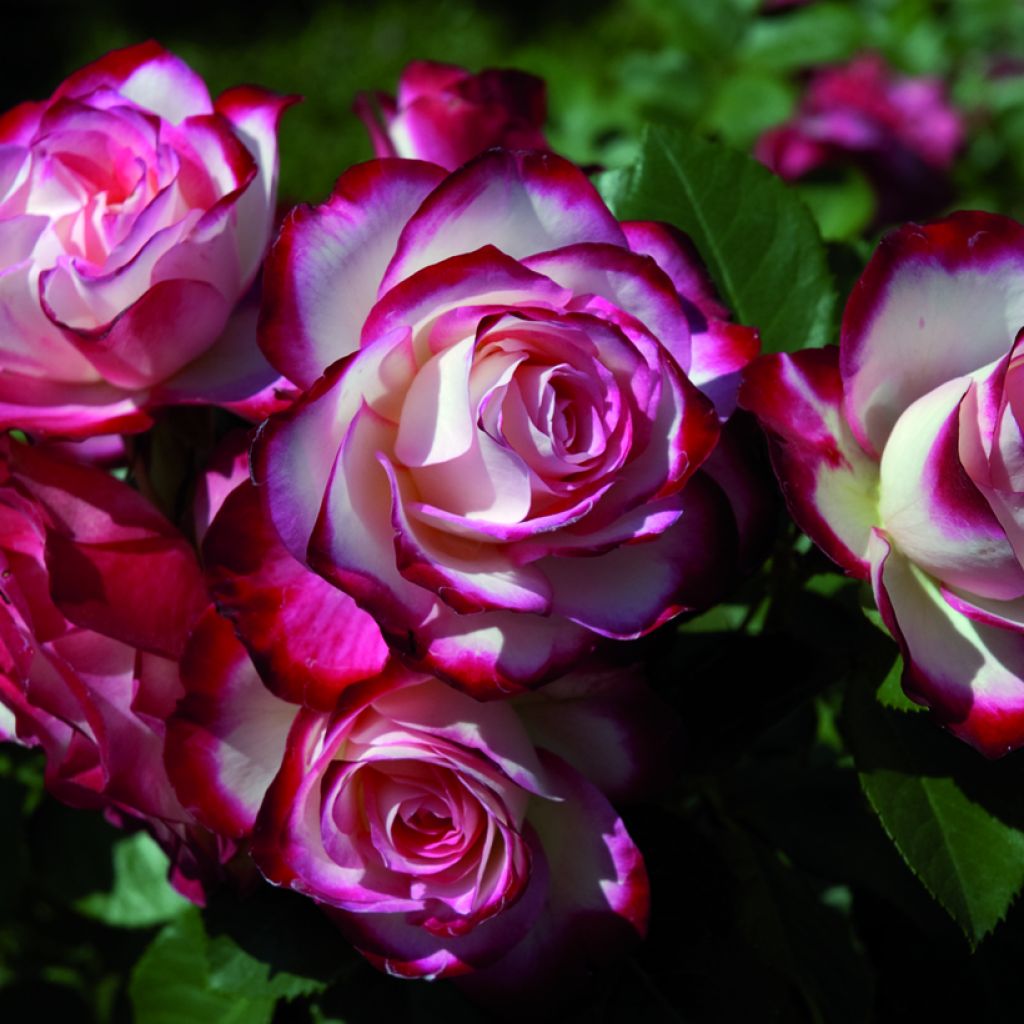 Rosa Jubilé du Prince de Monaco - Stamroos