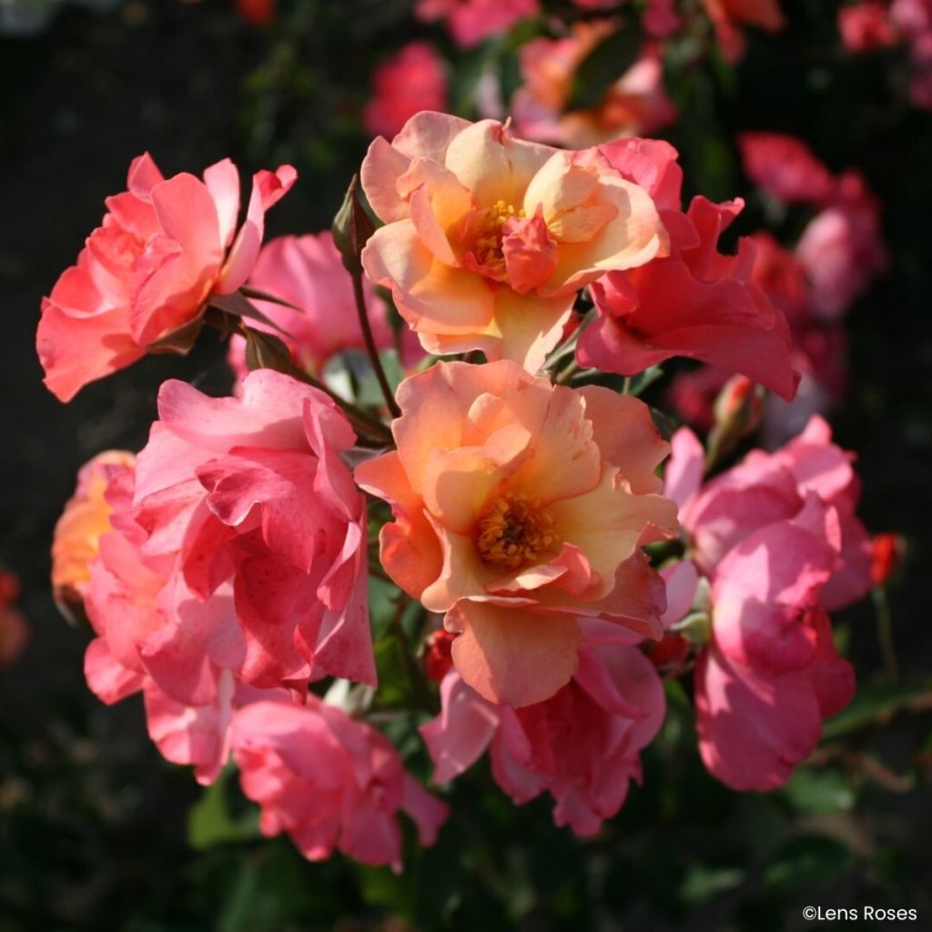 Rosa Esch-sur-Sûre - Muskusroos