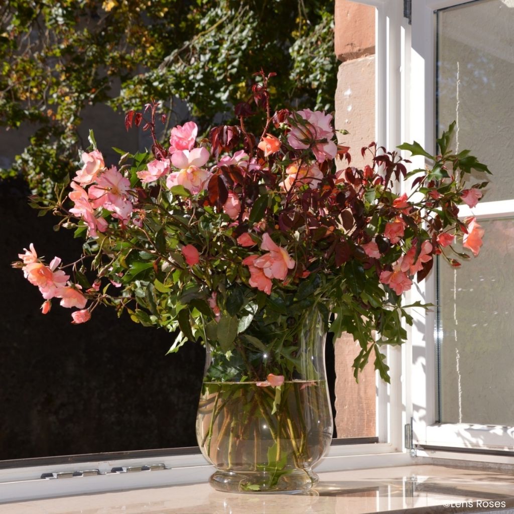 Rosa Esch-sur-Sûre - Muskusroos