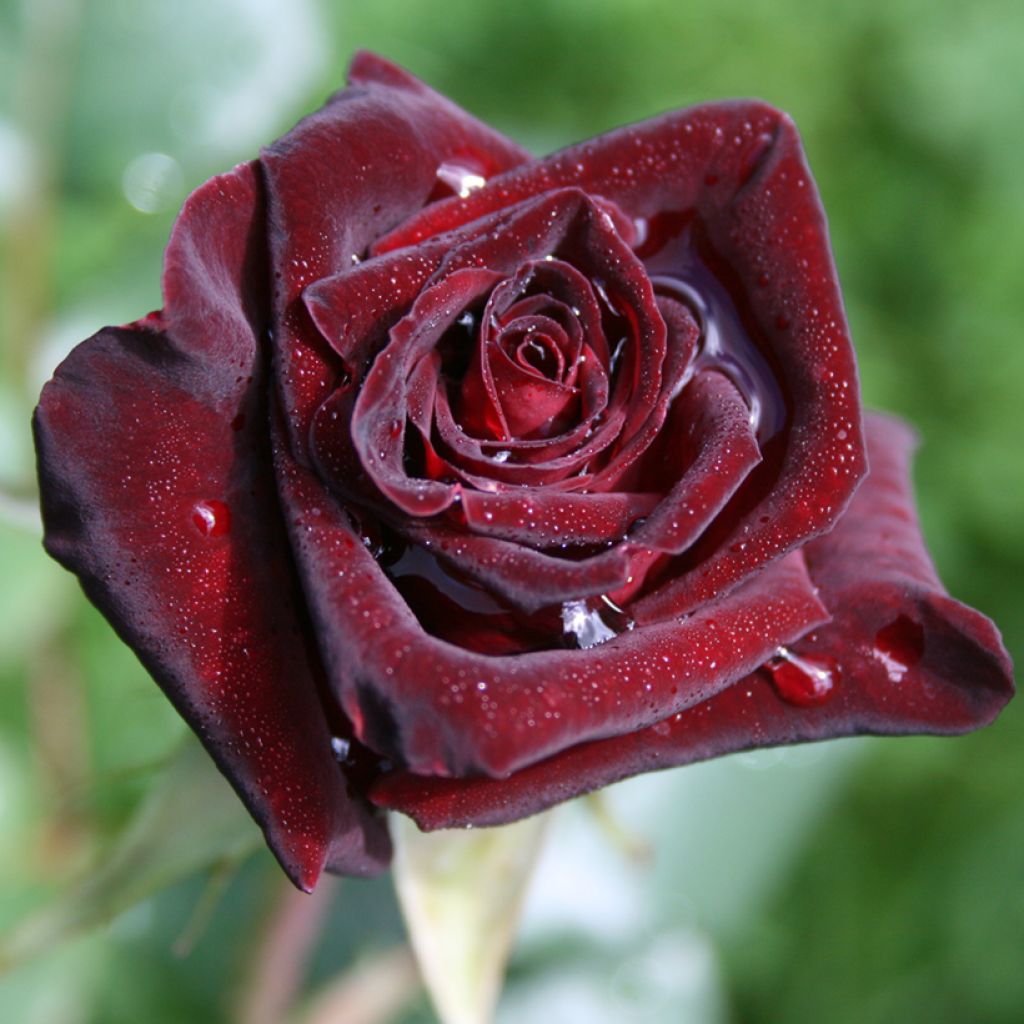 Rosa Black Baccara - Grootbloemige roos