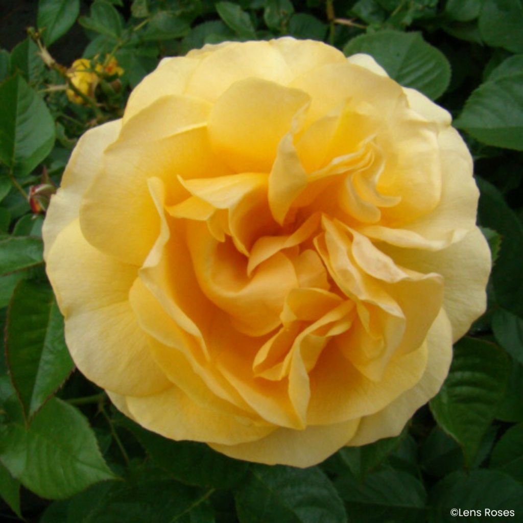 Rosa Absolutely Fabulous - Trosroos