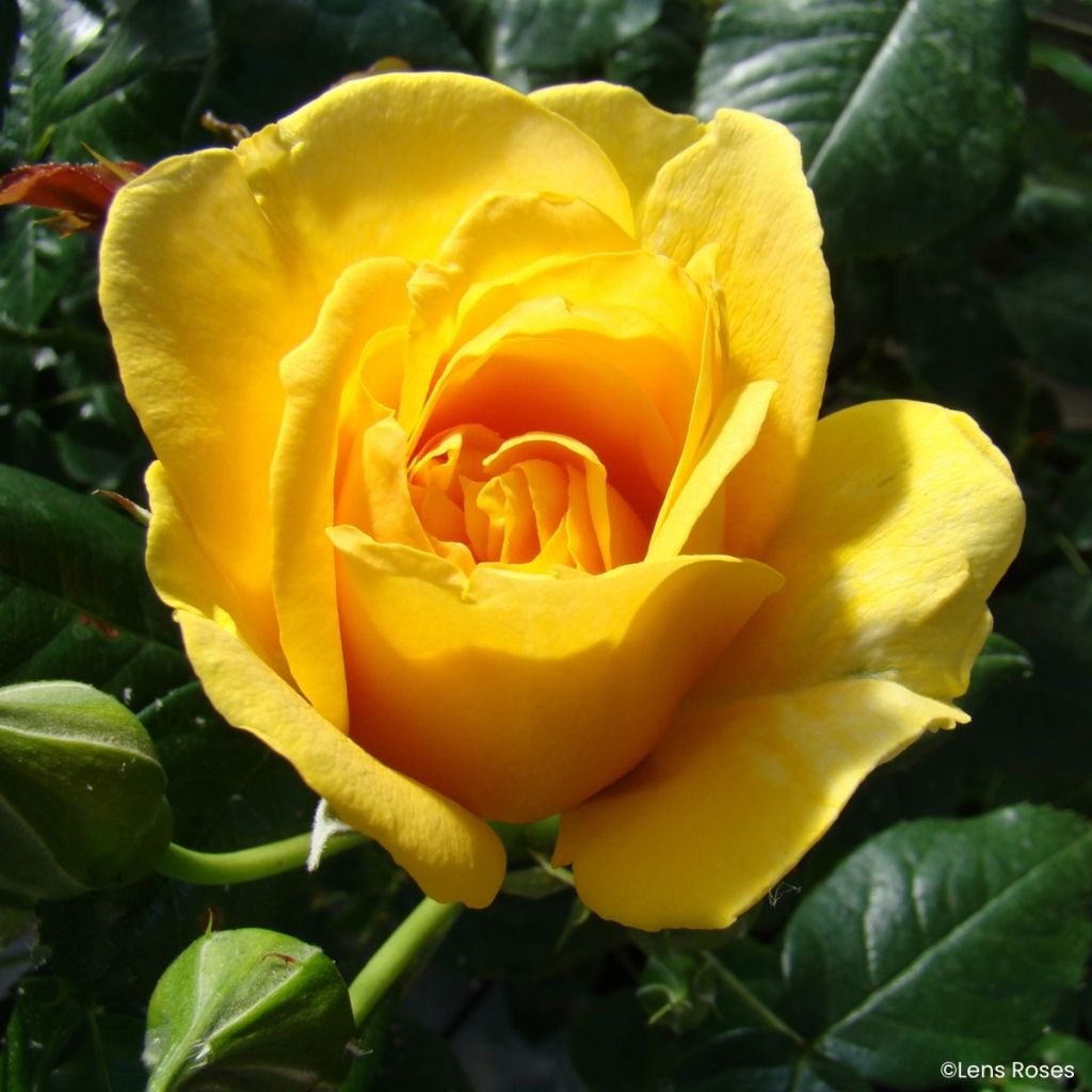 Rosa Absolutely Fabulous - Trosroos