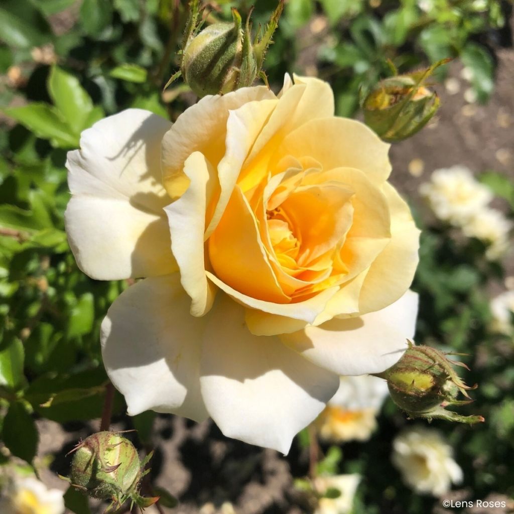 Rosa Lady in Gold - Trosroos