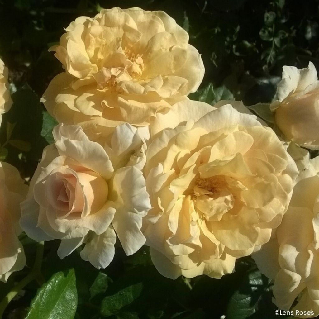 Rosa Lady in Gold - Trosroos