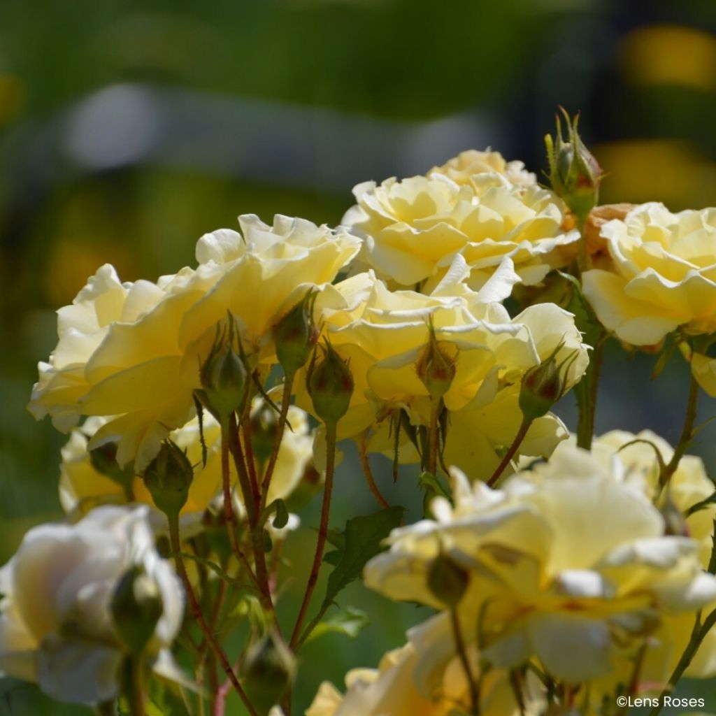 Rosa Lady in Gold - Trosroos
