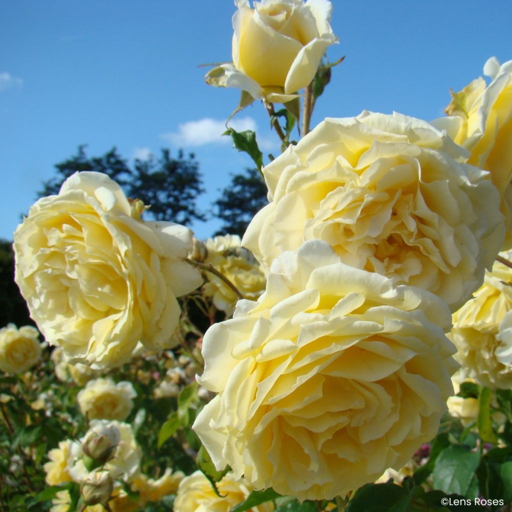 Rosa Lady in Gold - Trosroos