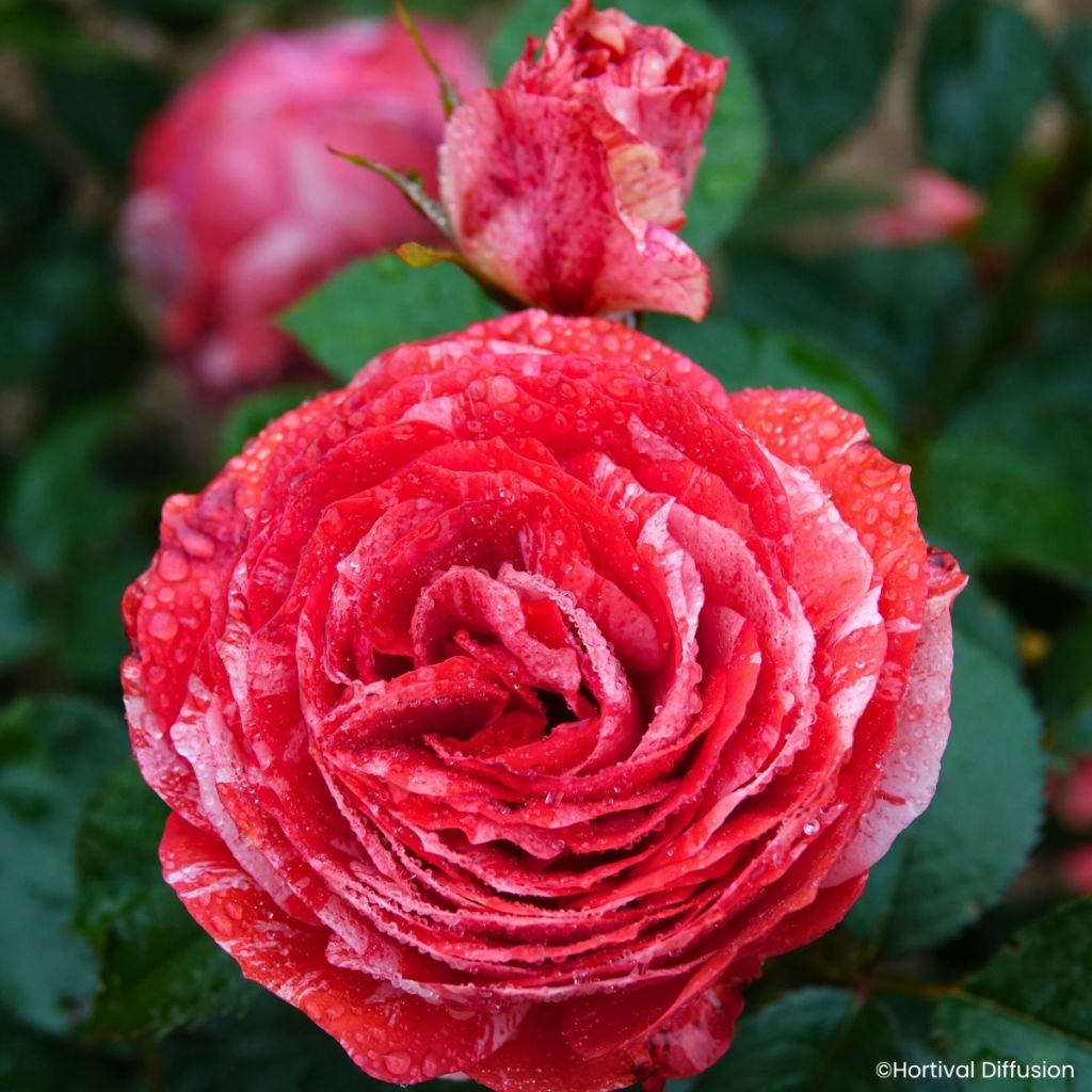 Rosa Scentimental Coral - Bloemrijke roos