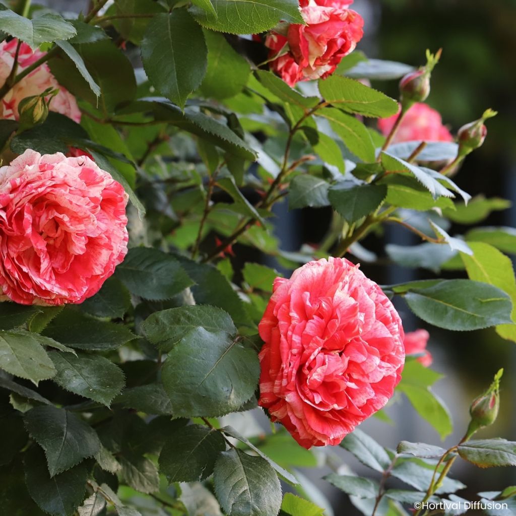Rosa Scentimental Coral - Bloemrijke roos