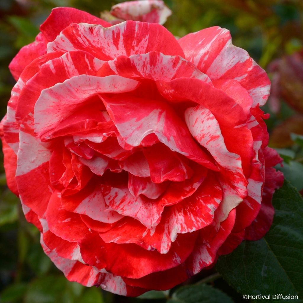 Rosa Scentimental Coral - Bloemrijke roos