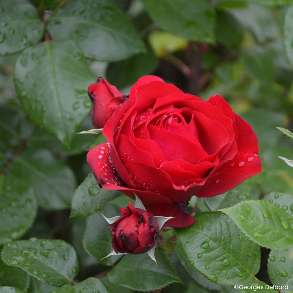 Rosa Société Nationale d'Horticulture de France - Trosroos