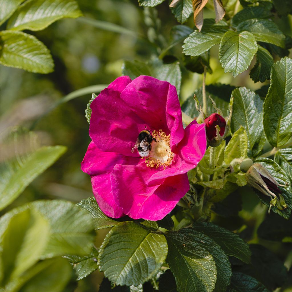 Rosa rugosa Strandperle Amrum - Rimpelroos