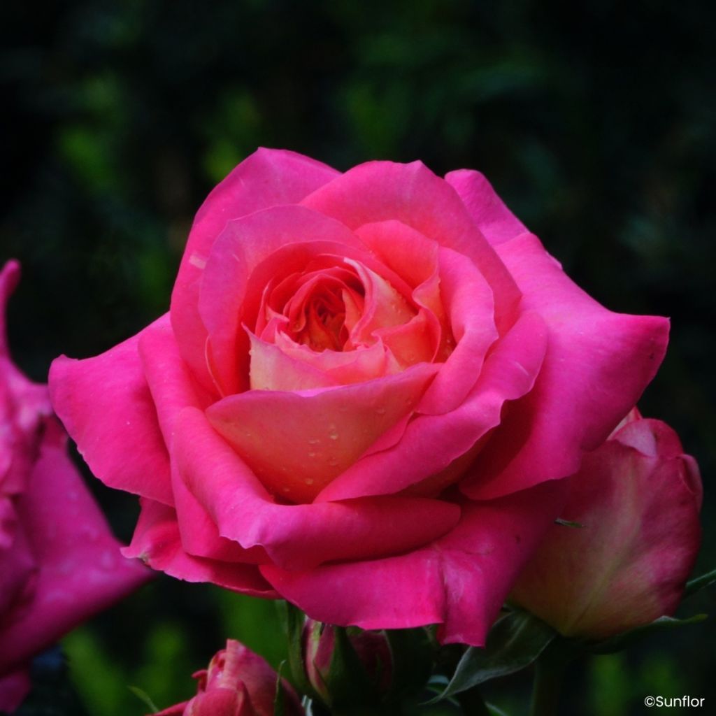 Rosa Bali - Grootbloemige roos