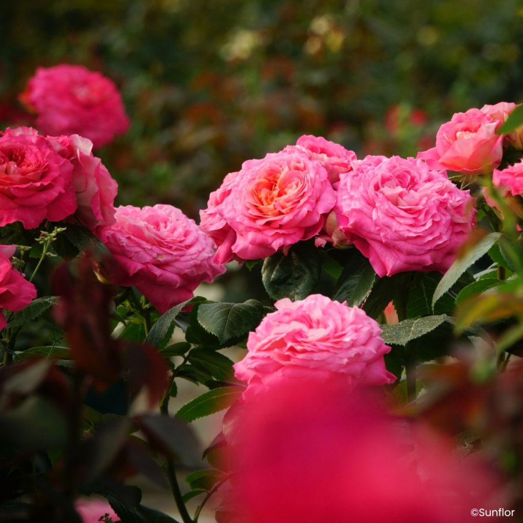 Rosa Bali - Grootbloemige roos