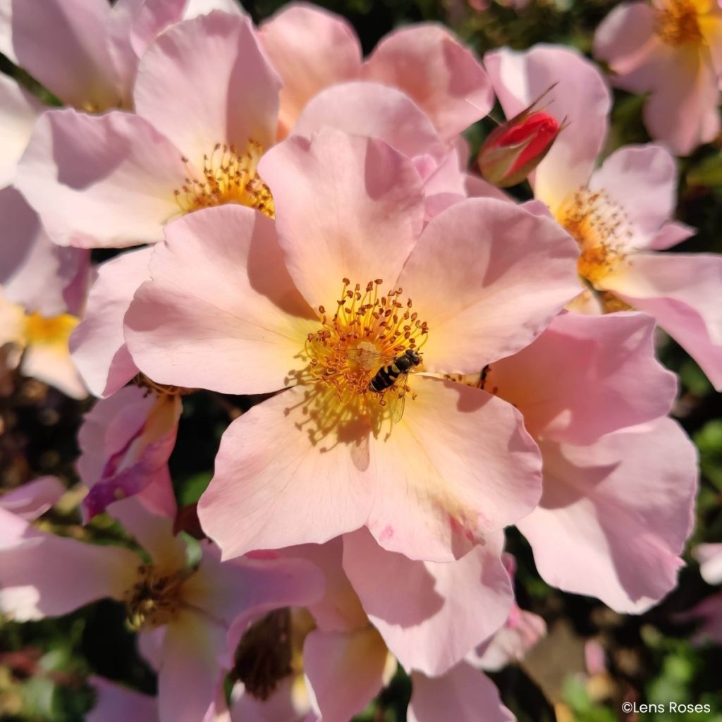 Rosa Lens Flair - Klimroos