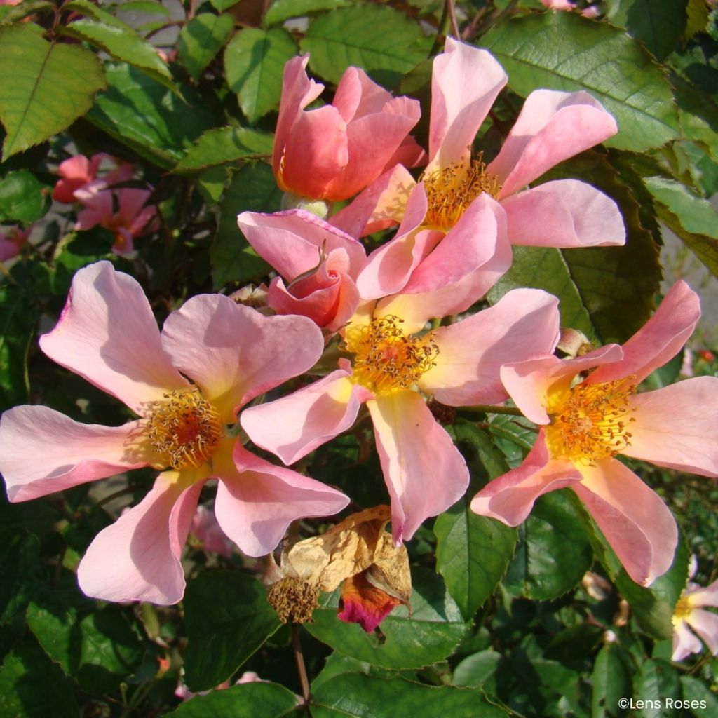 Rosa Lens Flair - Klimroos