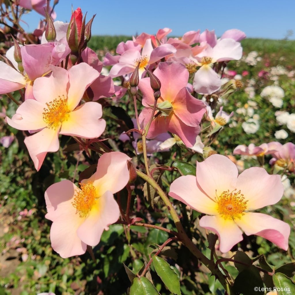 Rosa Lens Flair - Klimroos