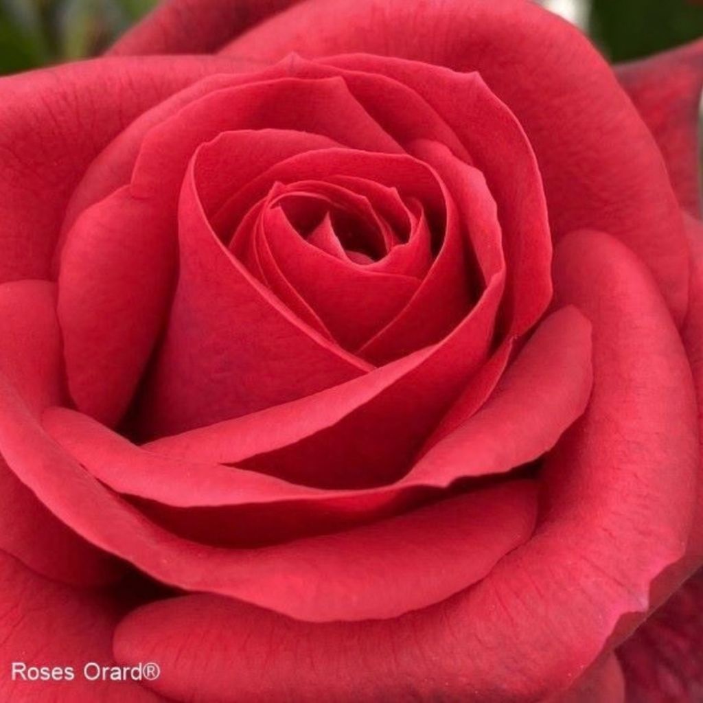 Rosa Tchic-Tchac - Klimroos