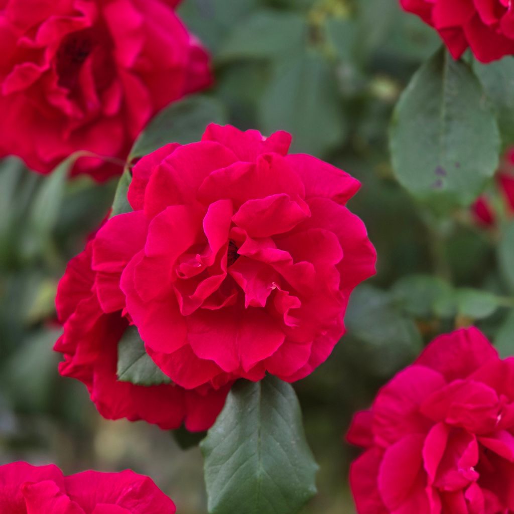 Rosa Guirlande Fleurie - Ramblerroos