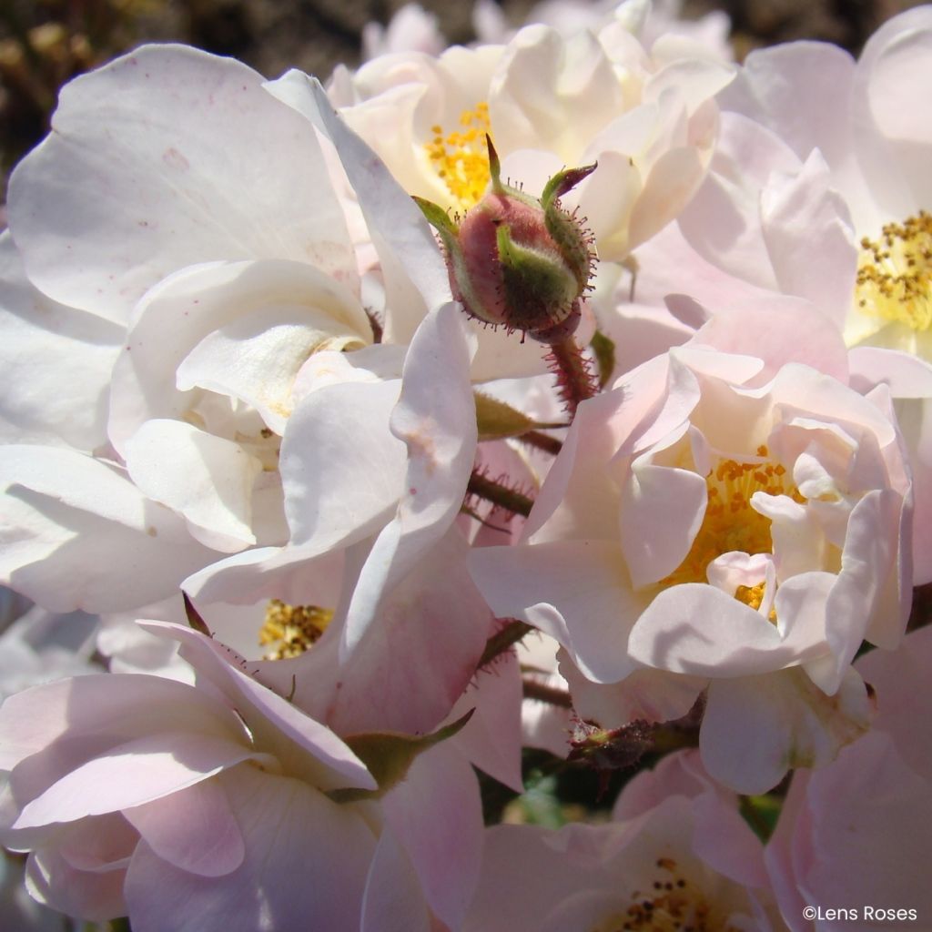 Rosa Ma Fille Sara - Miniatuurroos