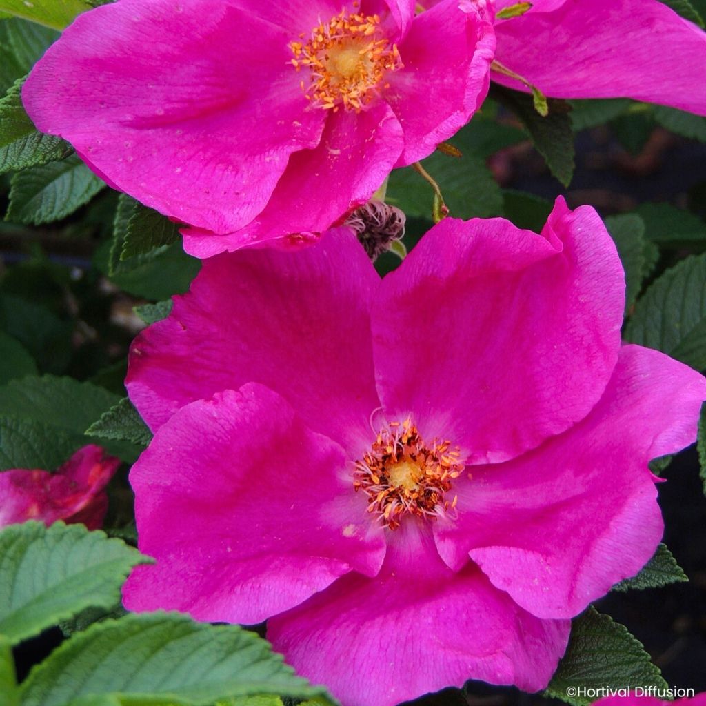 Rosa rugosa Angelia Eglantine