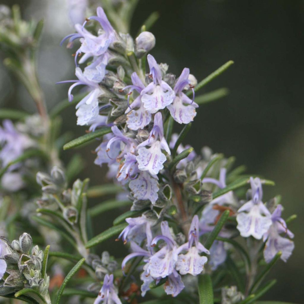 Rosmarinus officinalis - Rozemarijn