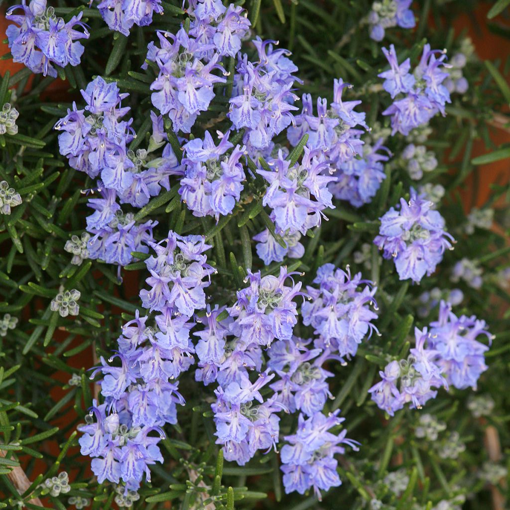 Rosmarinus officinalis Corsican Blue - Rozemarijn