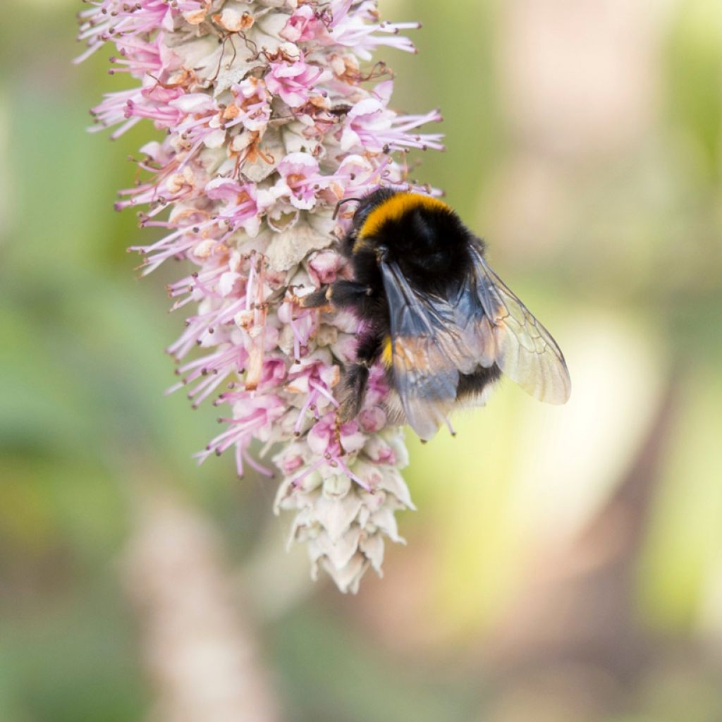 Rostrinucula dependens - Hangende buddleja