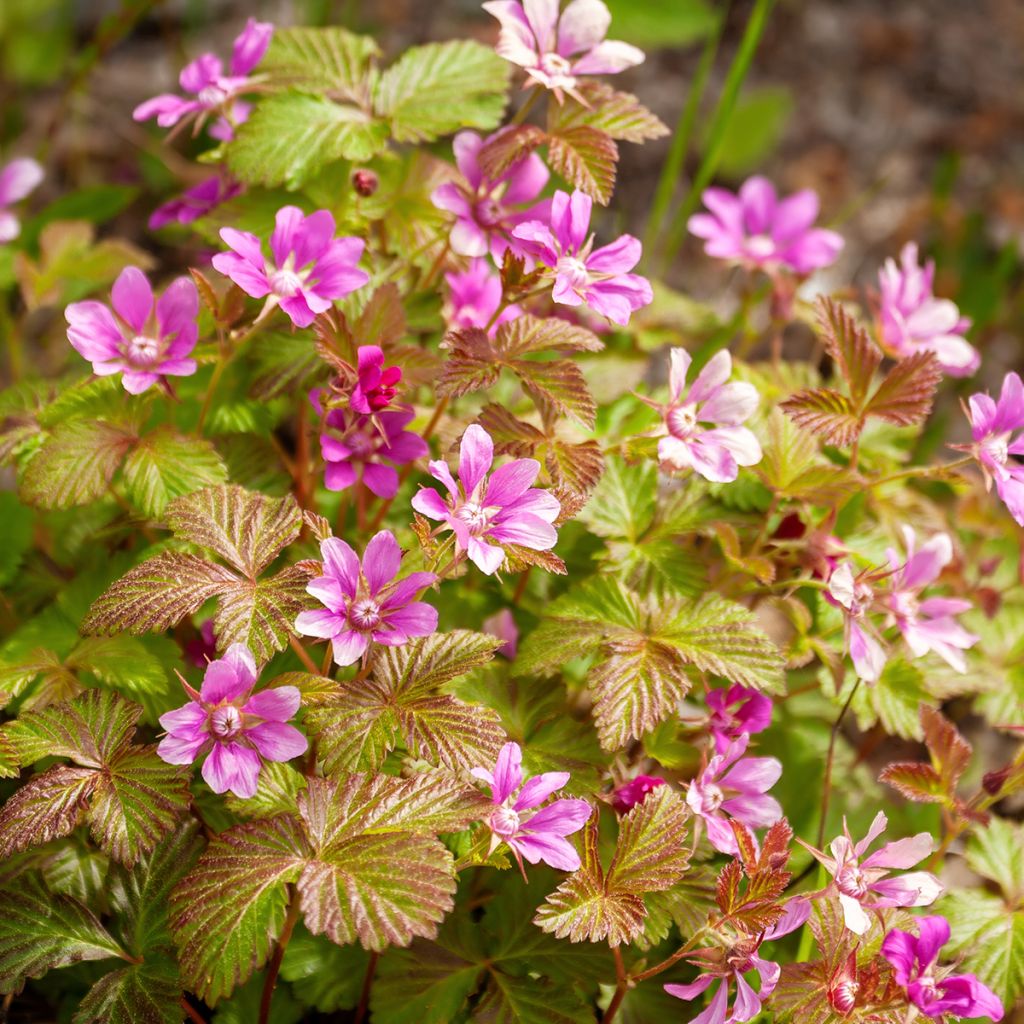 Rubus arcticus Beata - Poolbraam