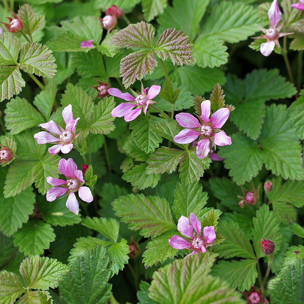 Rubus arcticus Beata - Poolbraam