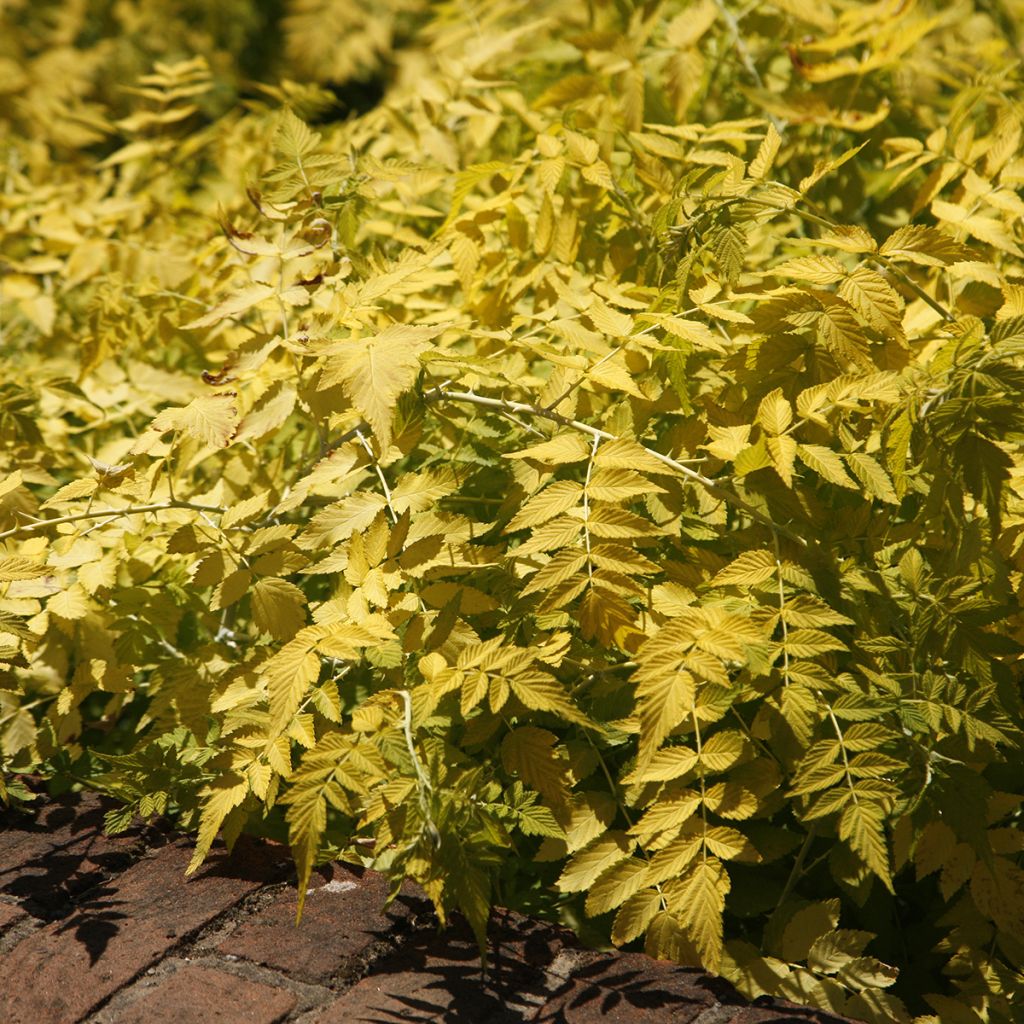 Rubus cockburnianus Wyego GOLDEN VALE - Ronce à bois wit