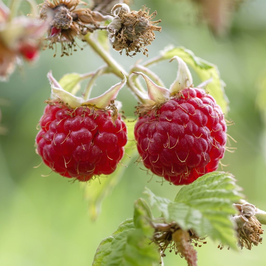 Framboisier Tulameen - Rubus idaeus Buisson en pot de 2l/3l