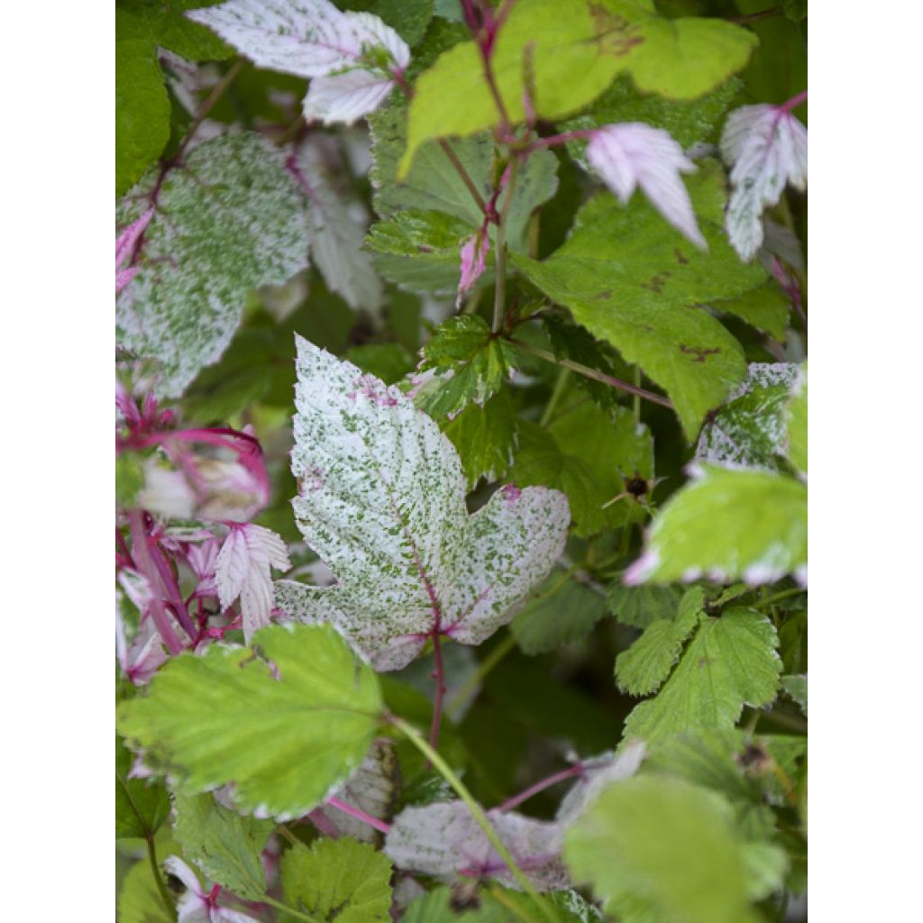 Rubus microphyllus Variegatus - Ronce dornement bont