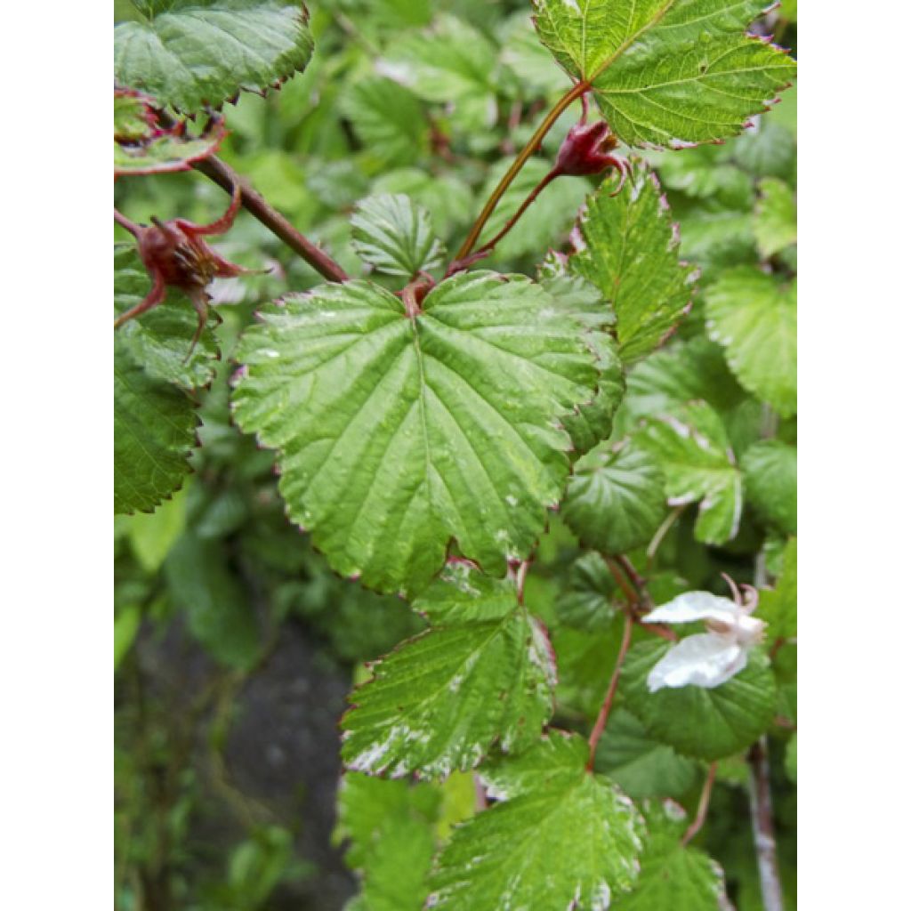 Rubus microphyllus Variegatus - Ronce dornement bont