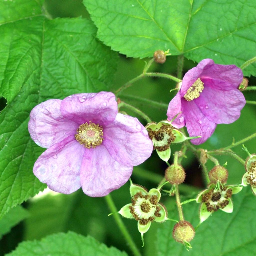 Rubus odoratus - Roodbloeiende framboos