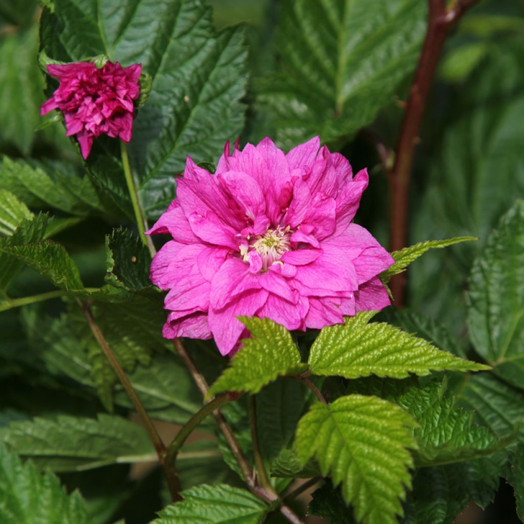 Rubus spectabilis Olympic Double - Prachtframboos