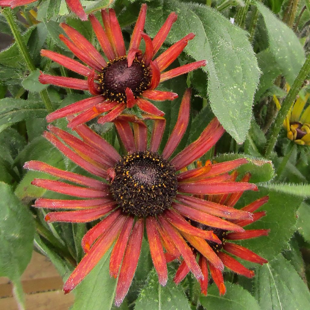 Rudbeckia Summerina Electra Shock - Zonnehoed