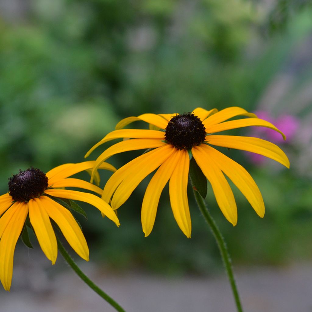 Rudbeckia fulgida Forever Gold - Zonnehoed