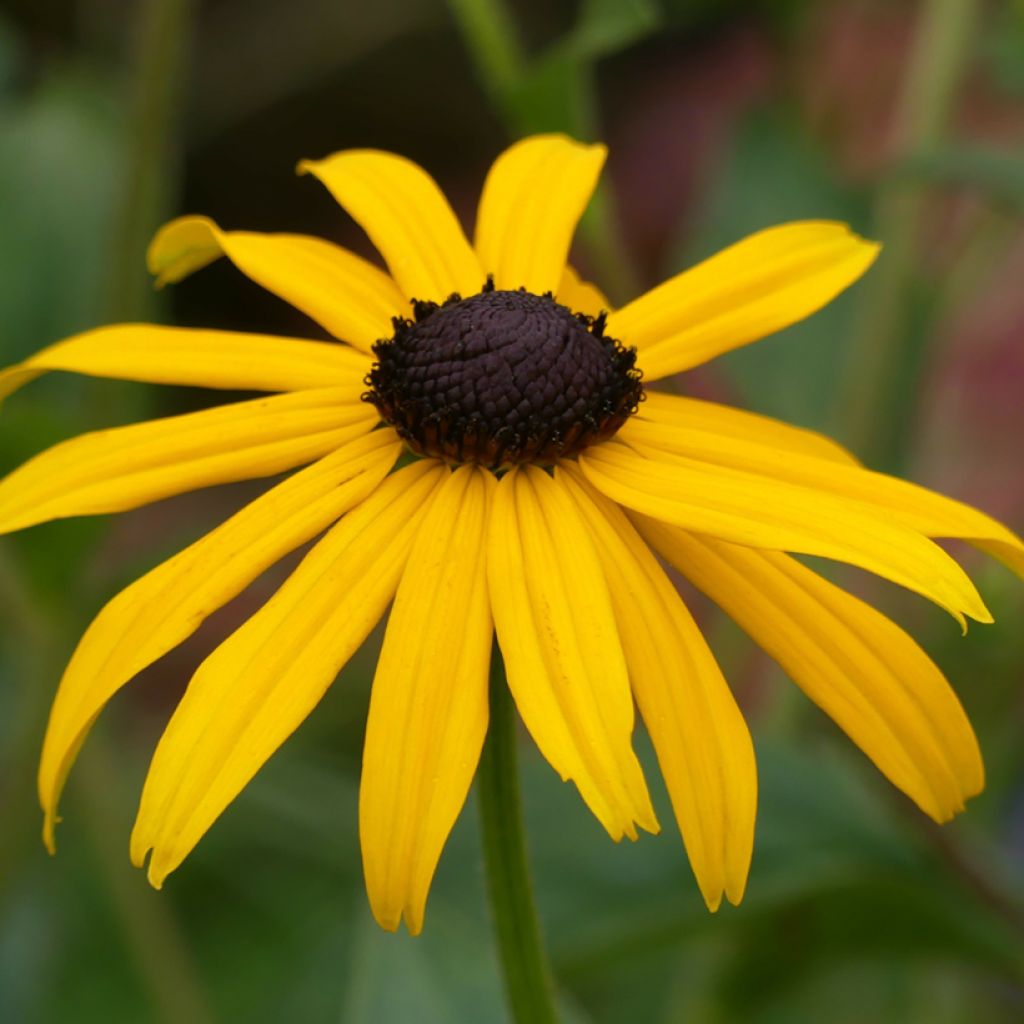 Rudbeckia fulgida Goldsturm - Zonnehoed