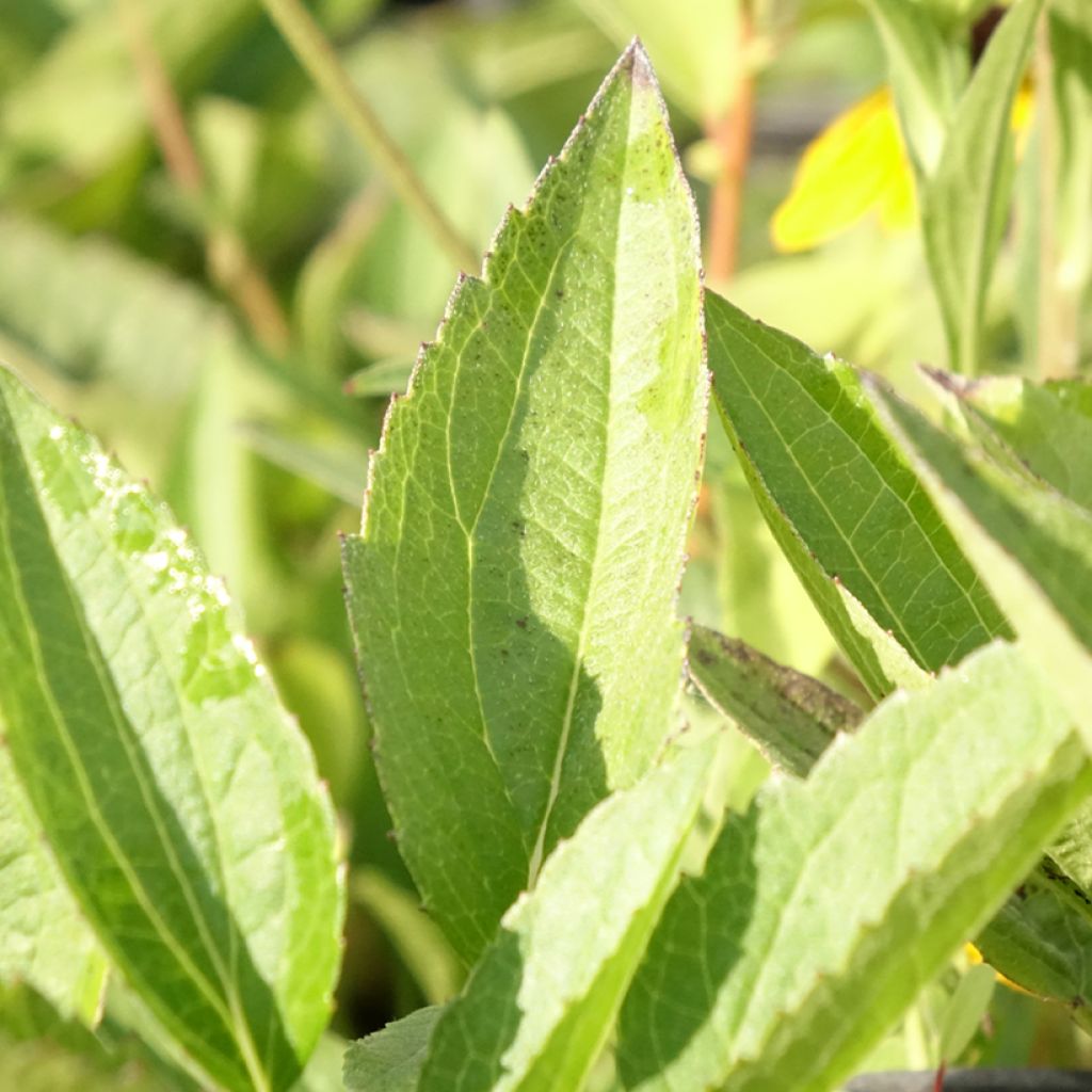 Rudbeckia fulgida var. sullivantii Pot of Gold - Zonnehoed