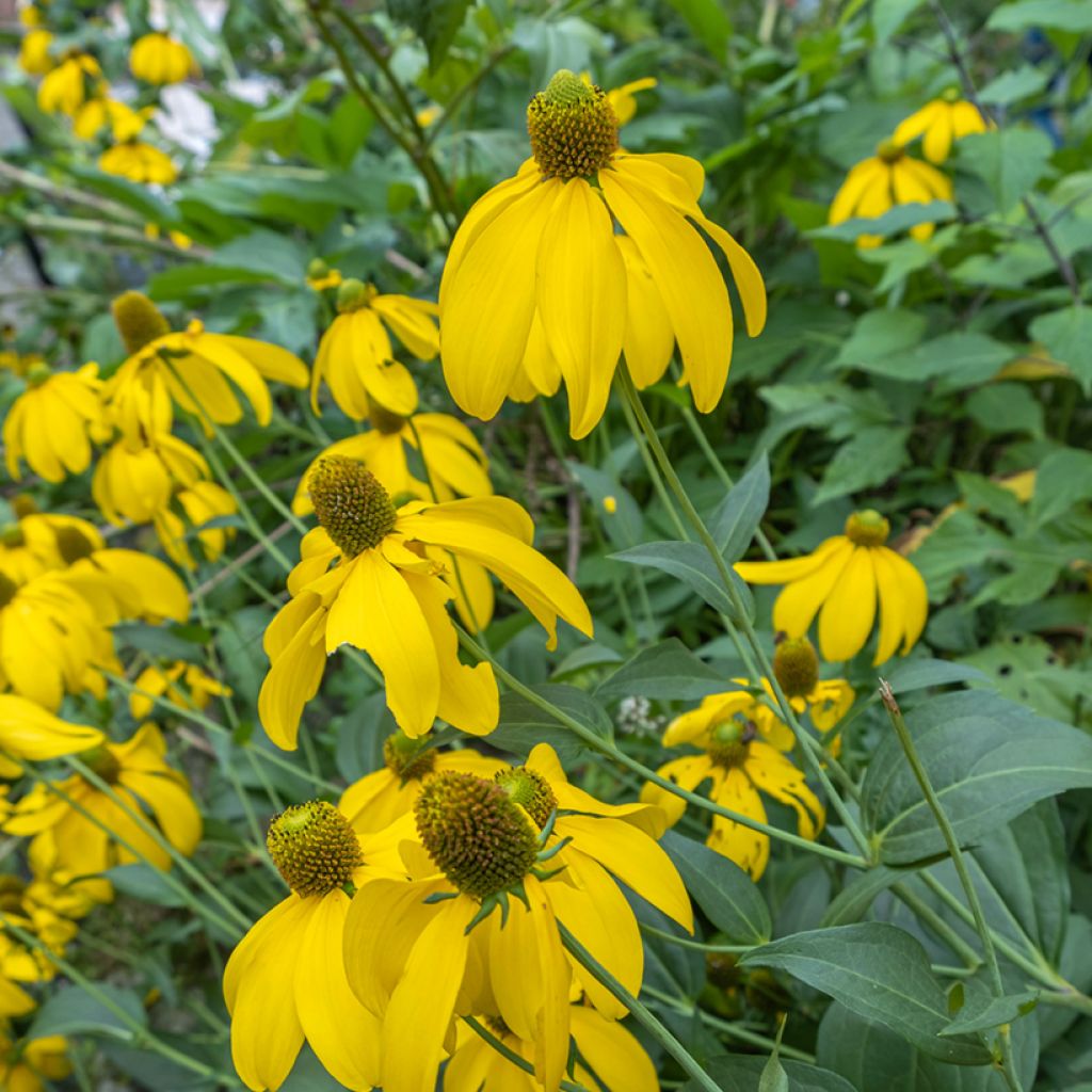 Rudbeckia nitida Herbstsonne - Zonnehoed