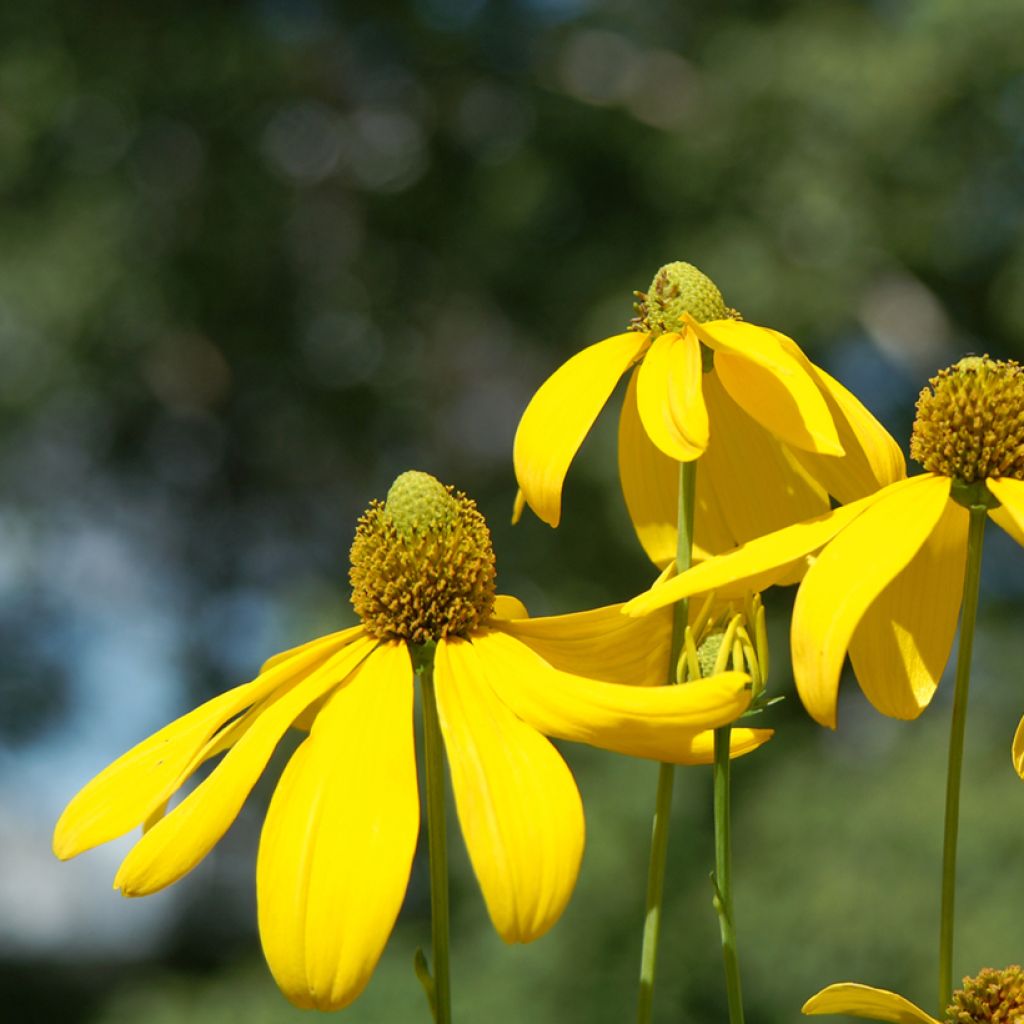 Rudbeckia nitida Herbstsonne - Zonnehoed
