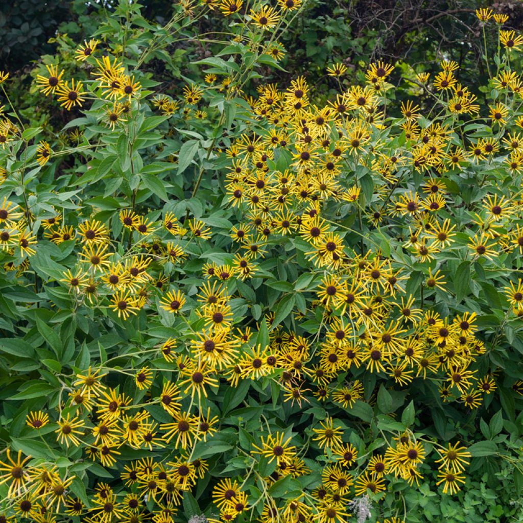 Rudbeckia subtomentosa Henry Eilers - Zonnehoed