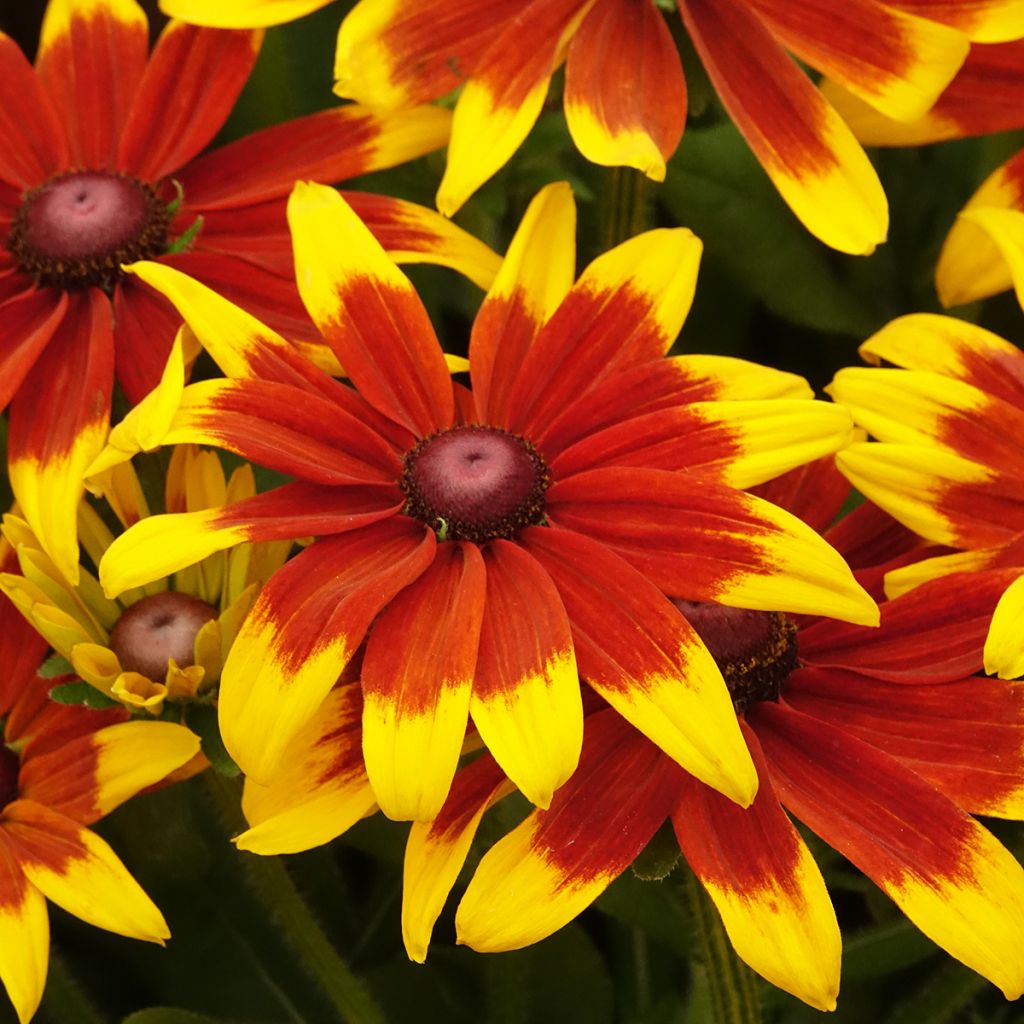 Rudbeckia Sunbeckia Mia - Zonnehoed
