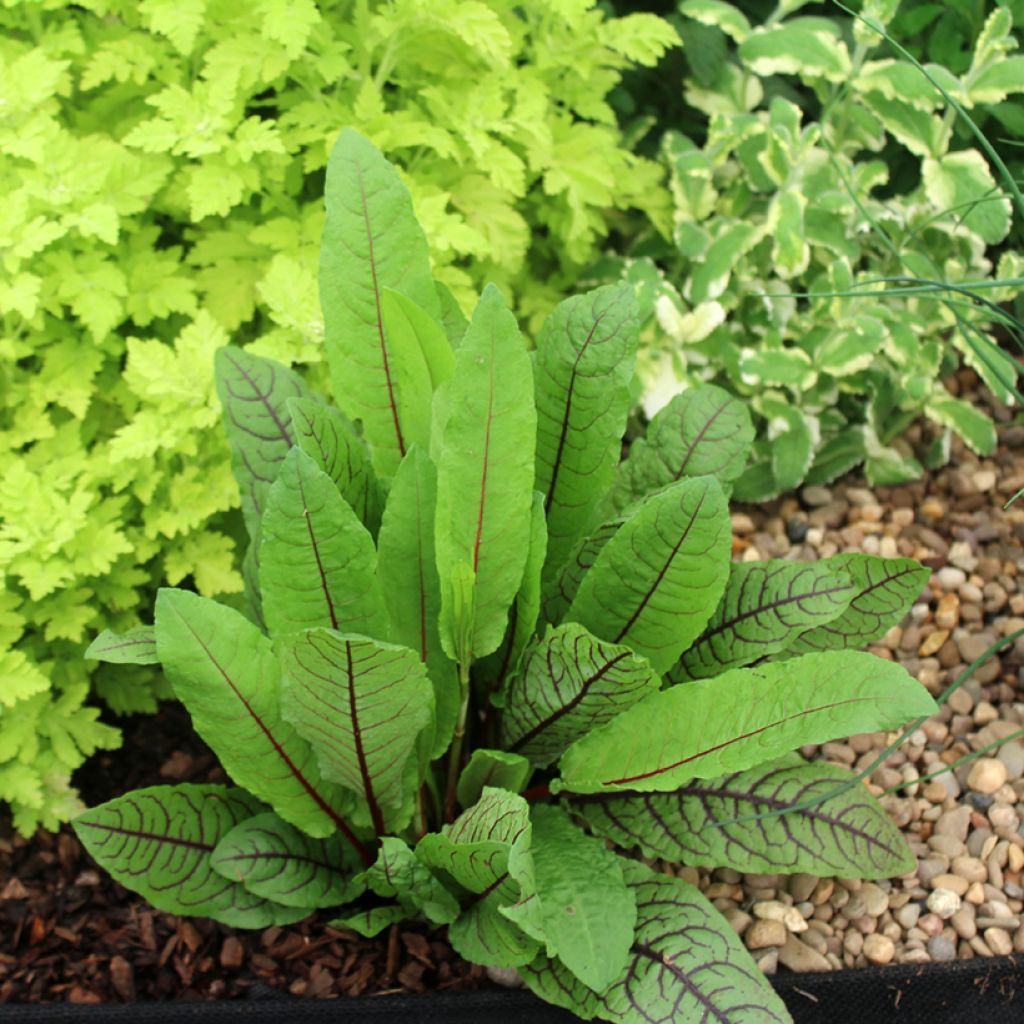 Bloedzuring BIO Ferme de Sainte Marthe - Rumex sanguineus