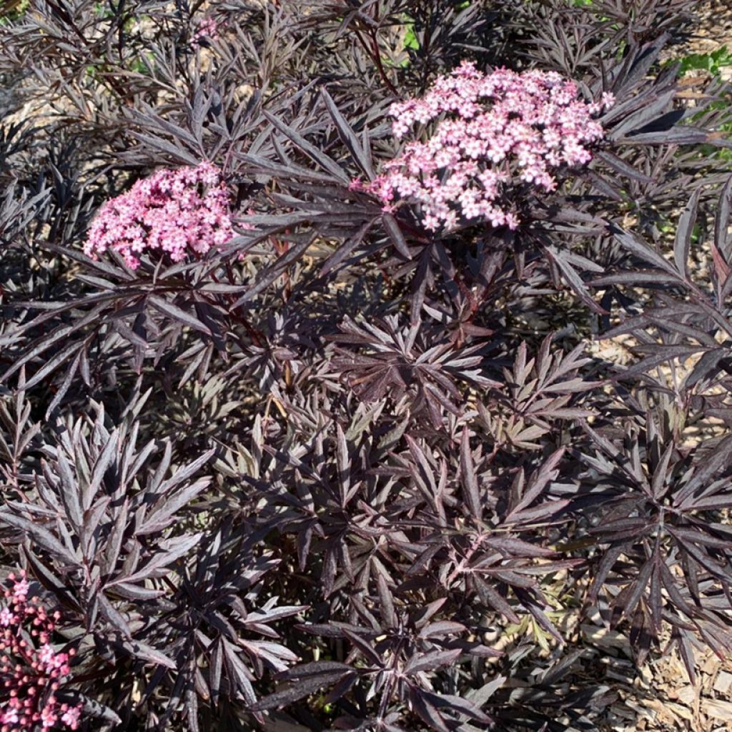 Sambucus nigra Cherry Lace - Gewone vlier