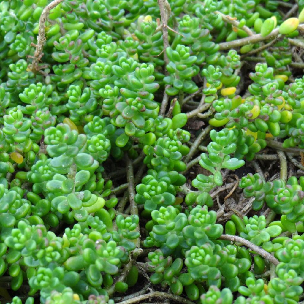 Sedum divergens - Vetkruid
